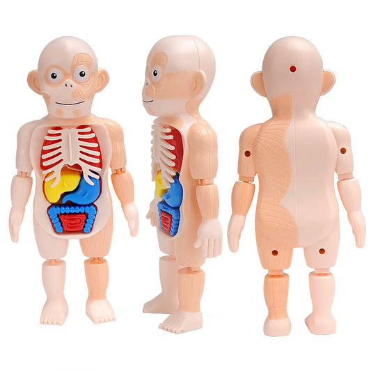 Anatomy Adventure Model