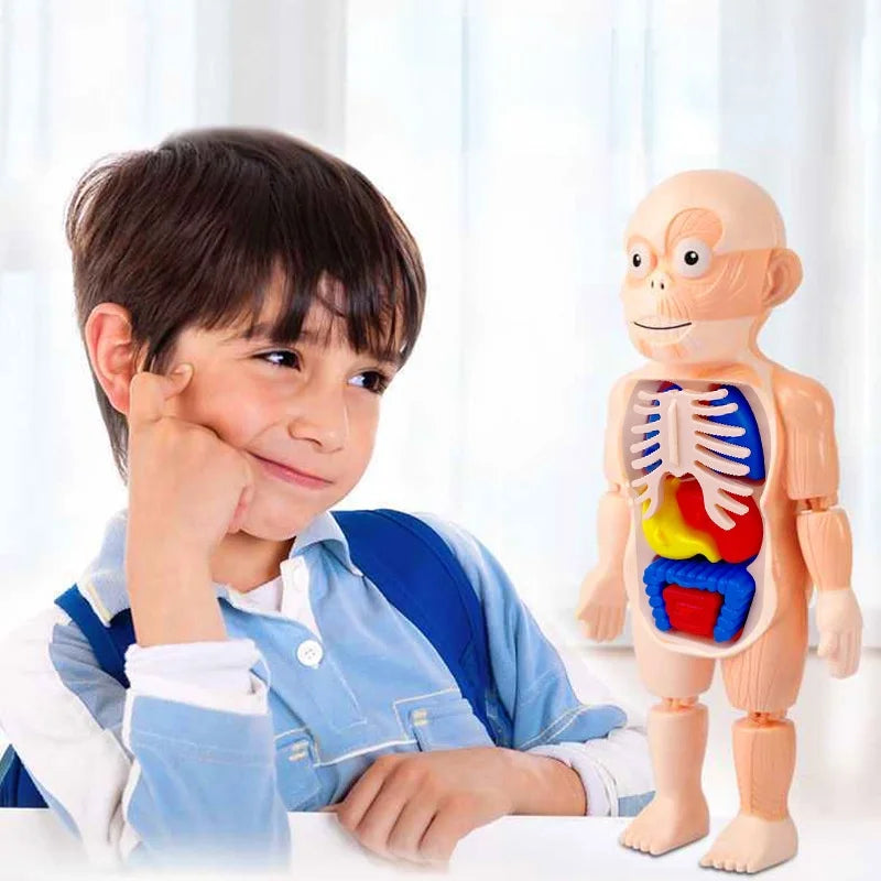 Anatomy Adventure Model