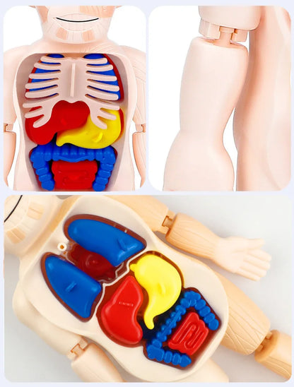 Anatomy Adventure Model