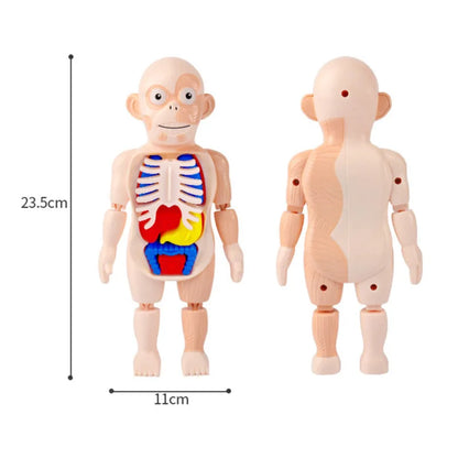 Anatomy Adventure Model