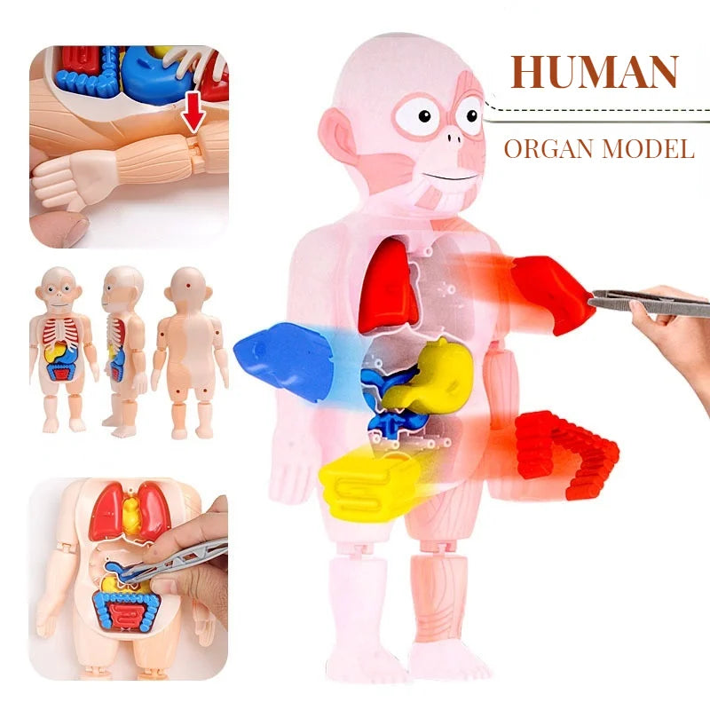 Anatomy Adventure Model